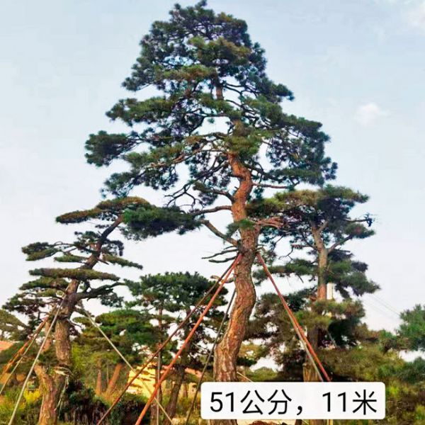 造型油松的形態(tài)特征與生長習(xí)性