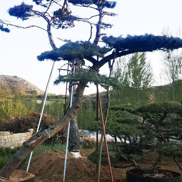 春暖花開，造型黑松需要什么？做好三點(diǎn)保全年