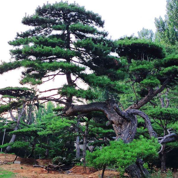 做好造型黑松的種植管理很關(guān)鍵，那么造型黑松該如何種植管理，您知道嗎？